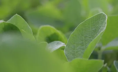 soybean leaf