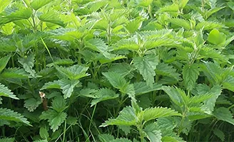 Nettles