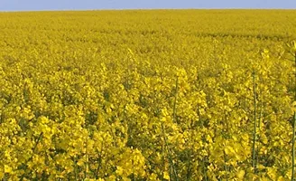 oilseed rape in flower