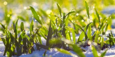 Plants in the snow