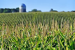 Photo of a corn field
