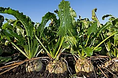 Photo of a sugarbeets