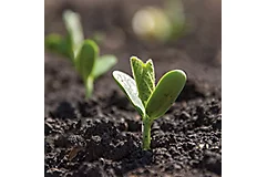 soybean sprout in the field 
