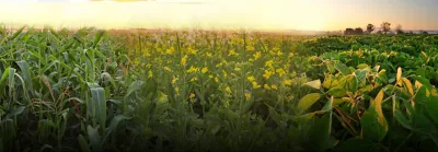 Blended image of corn, canola and soybean crops