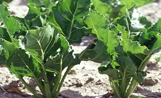 Beet crop