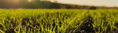 IMG-EU-UK-Wheat.jpeg