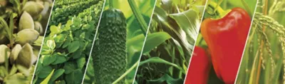multi-crop