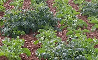 Vol Potatoes