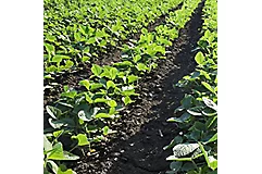 soybean field
