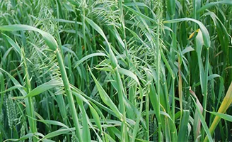 Wild Oats