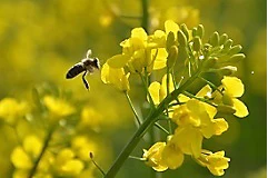 canola