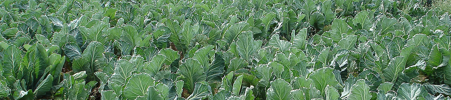 Field of cauliflowers