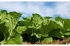 cole-crop-in-field-1_beauty_850pix