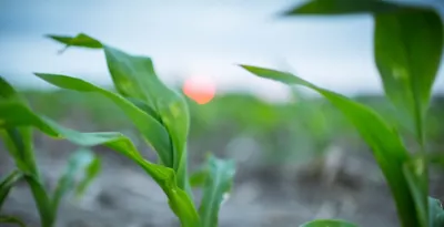 corn
