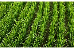mid-season-rice-field-3_beauty_850pix