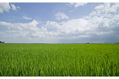 mid-season-rice-field-4_beauty_850pix