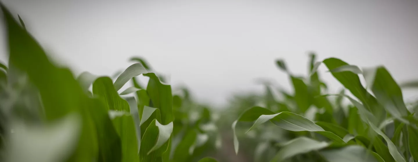 corn