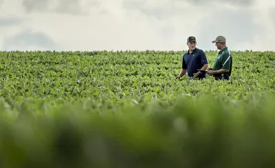 midseason-corn-farmer-rep-walking