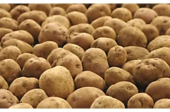 potatoes-in-a-pile-1_beauty_850pix