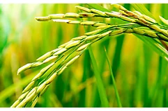rice-stalk-close-up-1_beauty_850pix
