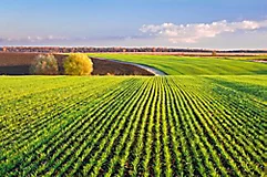 IMG_sprouts_of_wheat_GL