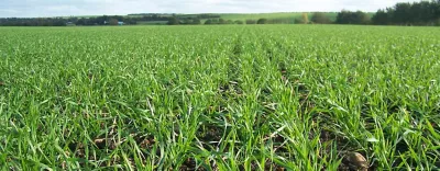 Cereal crop