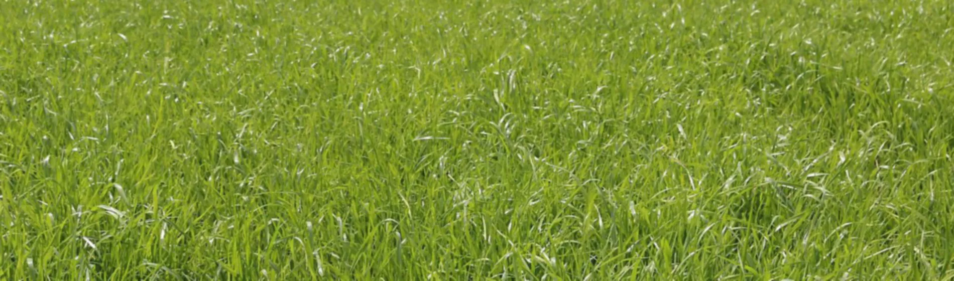 Green grass