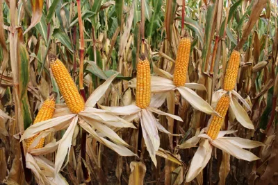 Pioneer P8834 ef