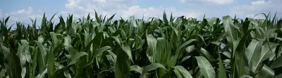 maize-crop-grown-for-game-cover