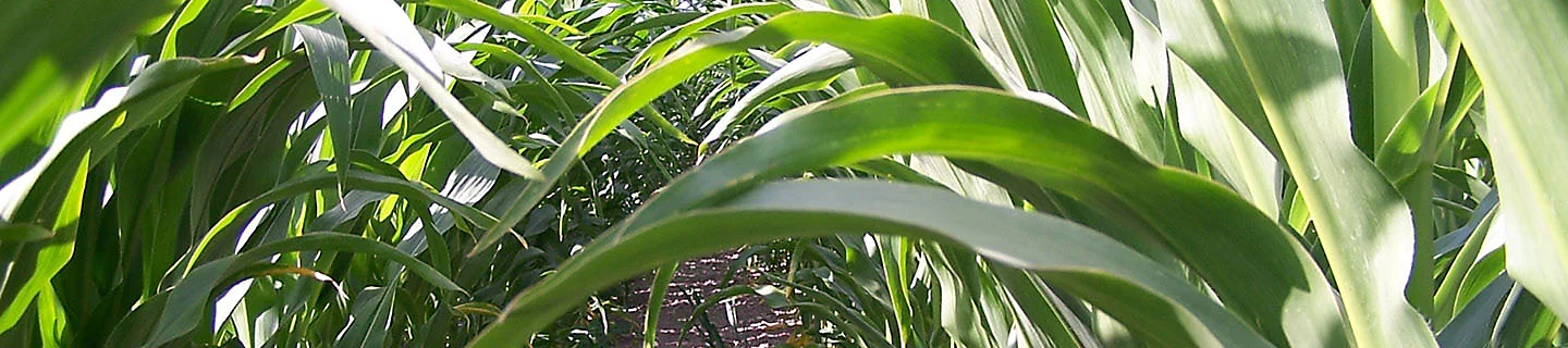 Maize crop