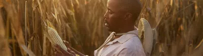 Man Inspects Corn