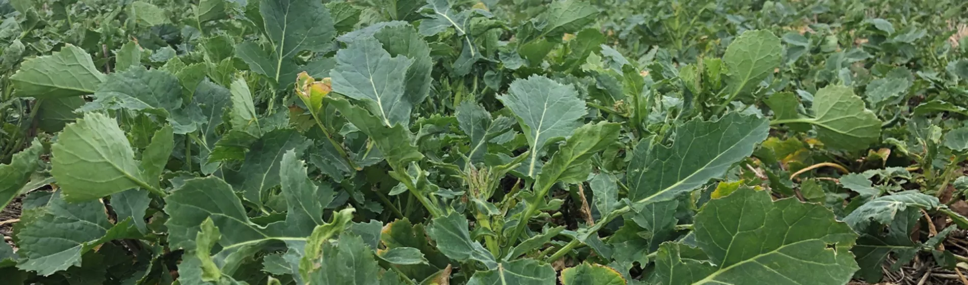 OSR at Korvetto timing 1 March