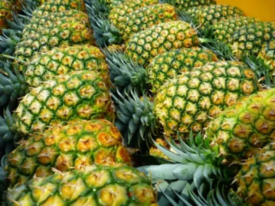 P1010132 piña