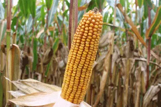 Pioneer P8086 