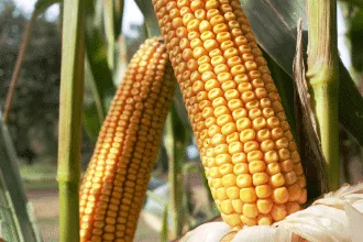 Pioneer P82.703 
