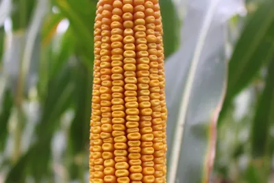 Pioneer P8834 ef