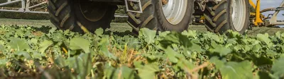 Sprayer in OSR field - Belkar 