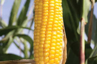Pioneer P7179 