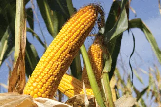 Pioneer P8888 