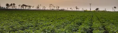 Potato Crop Solutions Page Mobile
