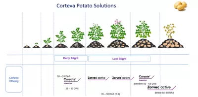 Potato