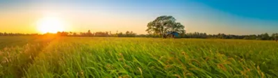 Rice Crop Solutions Page Mobile