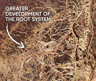 RootsSystem-image