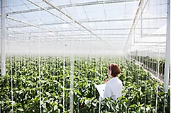 Scientist examining plants in greenhouse