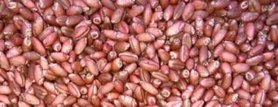 Bio-Forge Seed Treatment