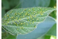 Soybean aphid