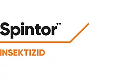 Spintor