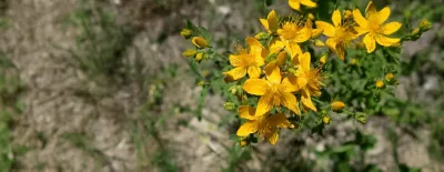 Effective control of St John’s Wort