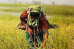 Trends in Agriculture