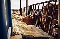 Biofuel Production and Farming Technology